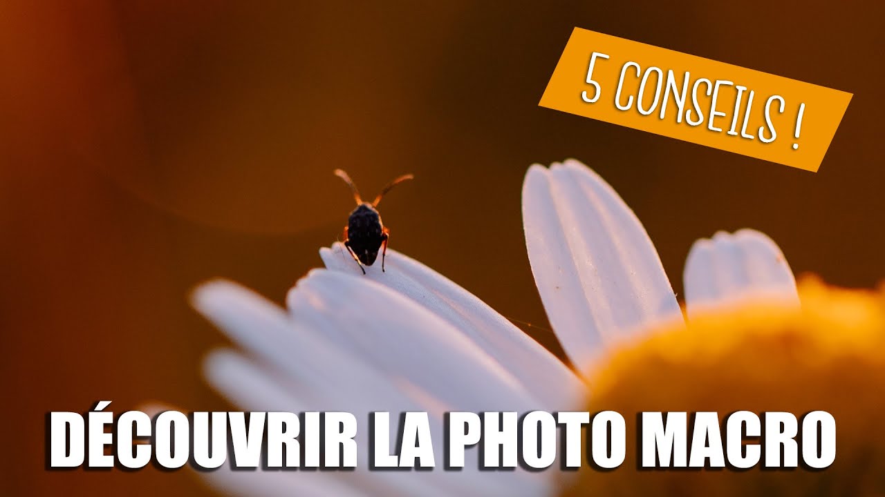 comment capturer la beauté de la macrophoto en couleur