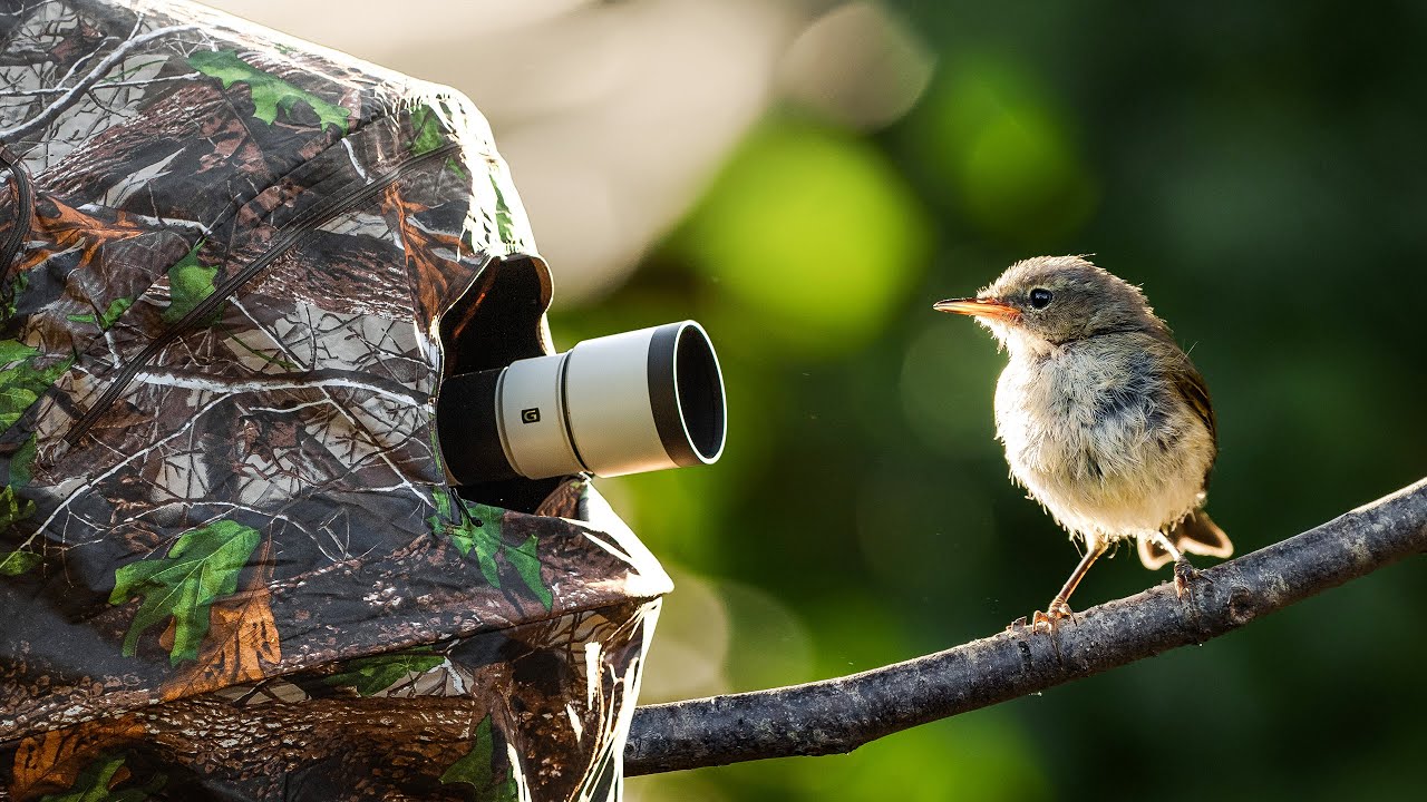 comment réussir la macrophoto d’oiseaux : conseils et astuces pour sublimer vos clichés