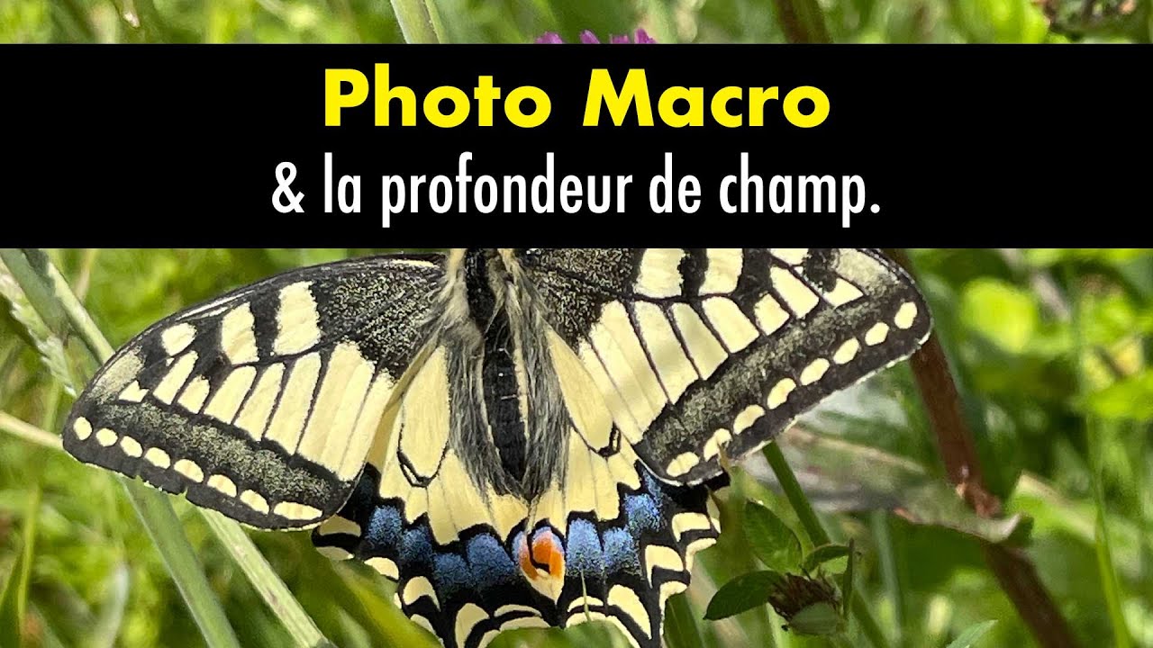 comprendre les effets de profondeur de champ en macro