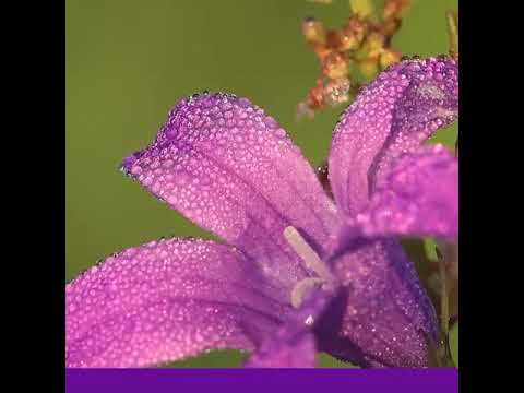 explorez la richesse des détails d’un champ de fleurs en macrophoto